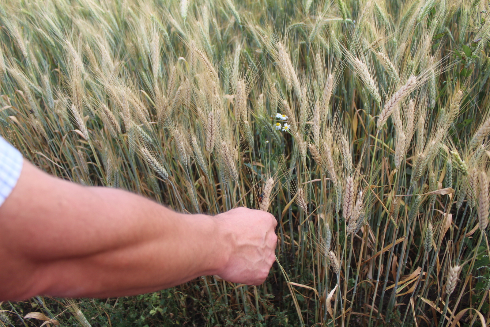 В Башкортостане собрали 1,33 млн тонн зерна
