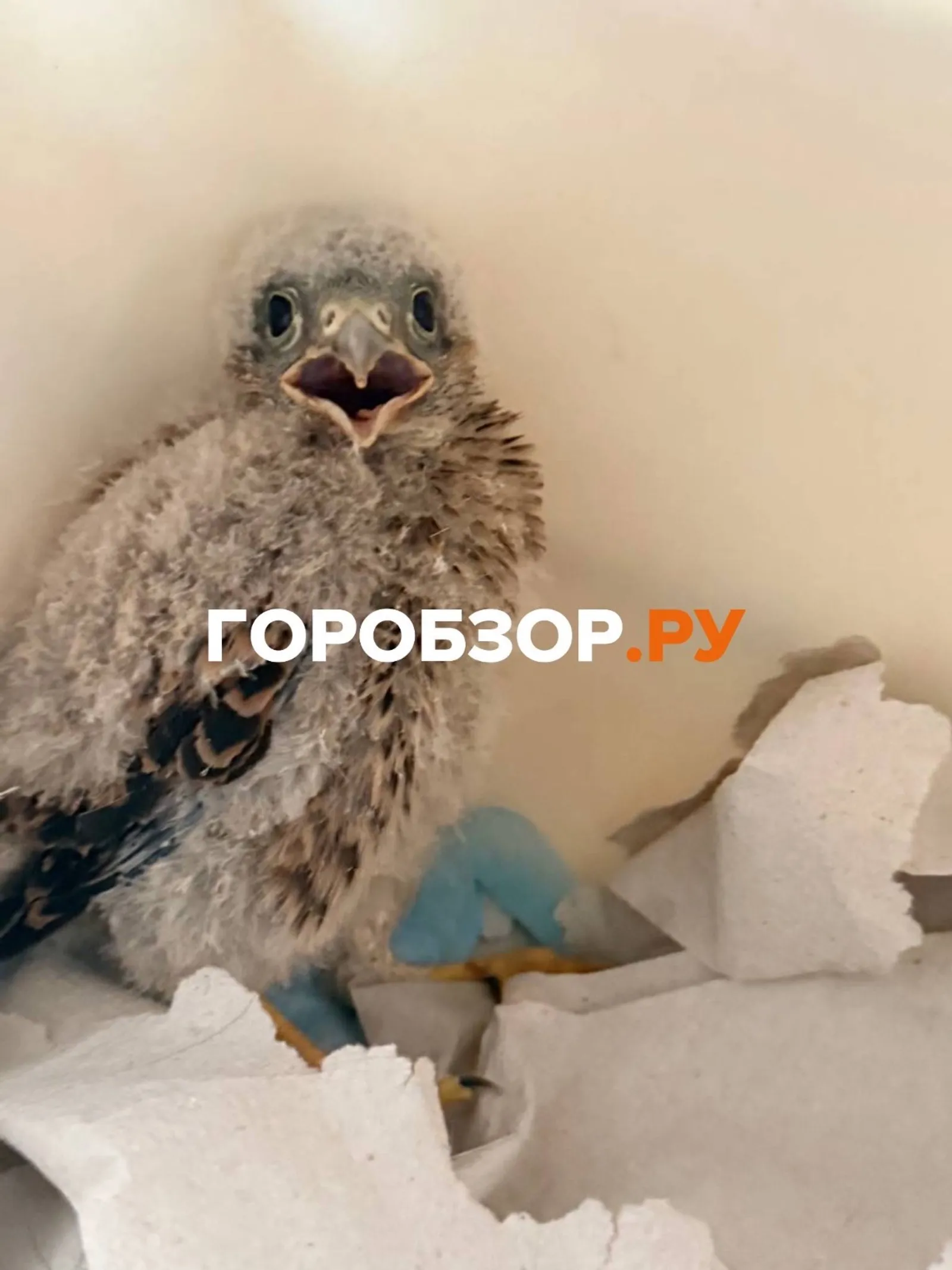 Горобзор.ру