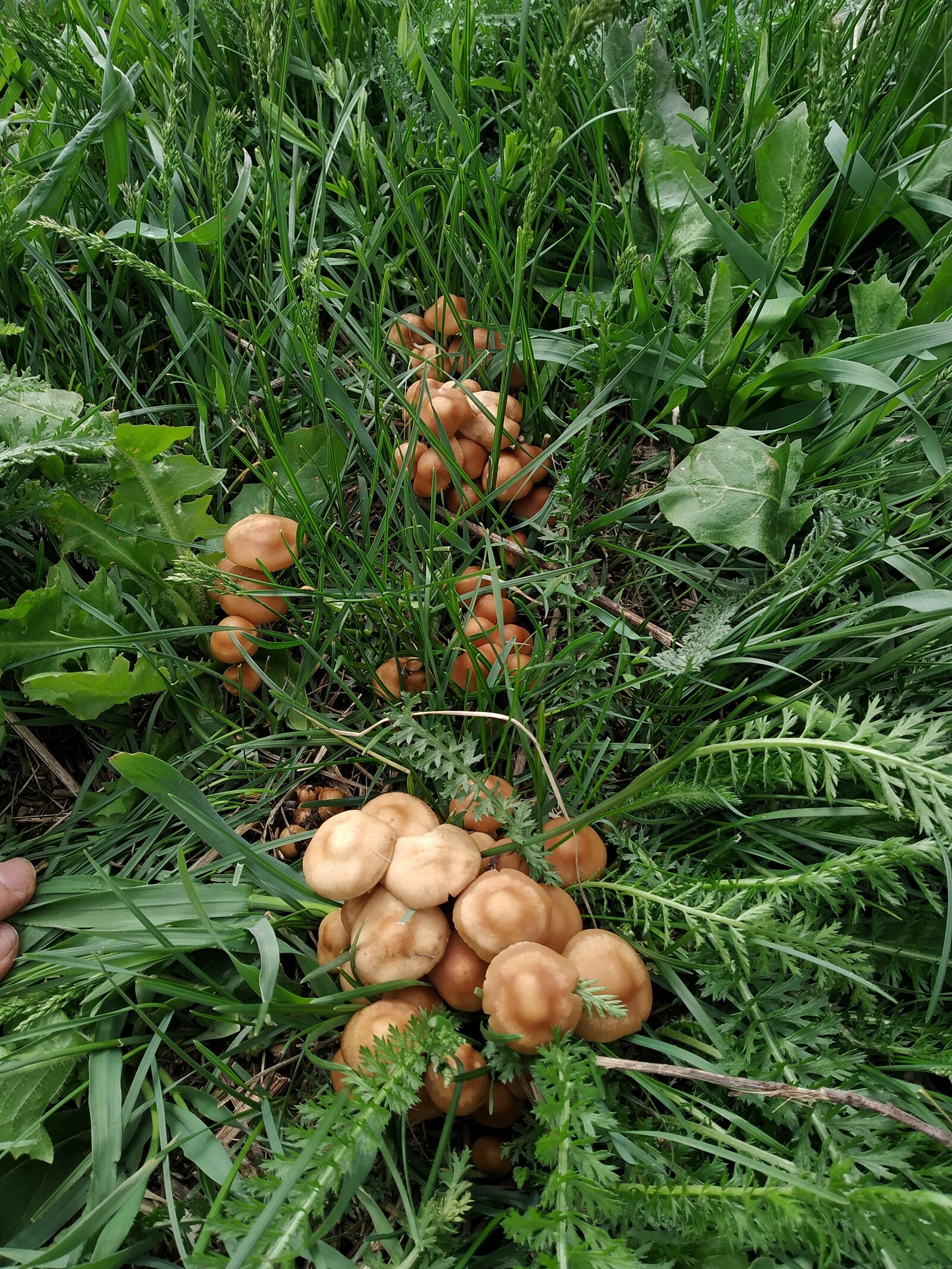 Профилактика отравлений грибами