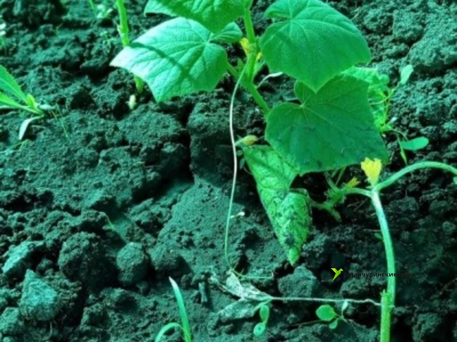 Розалия Хисаева