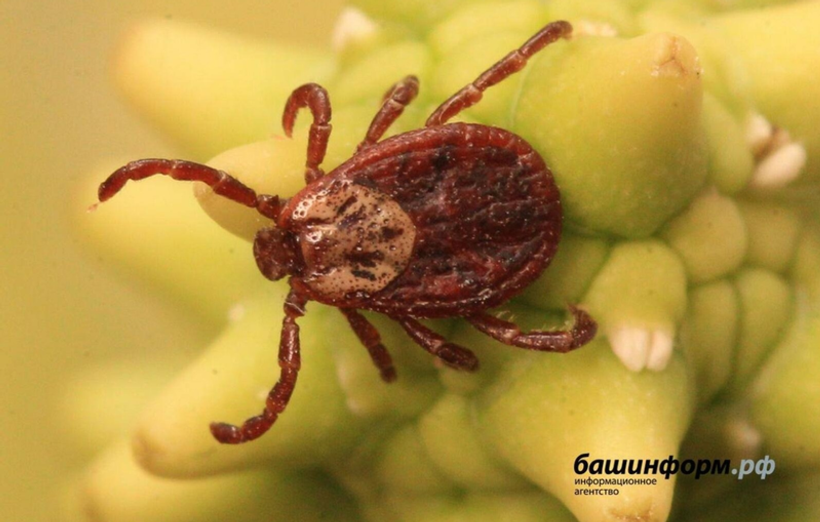 Олег Яровиков