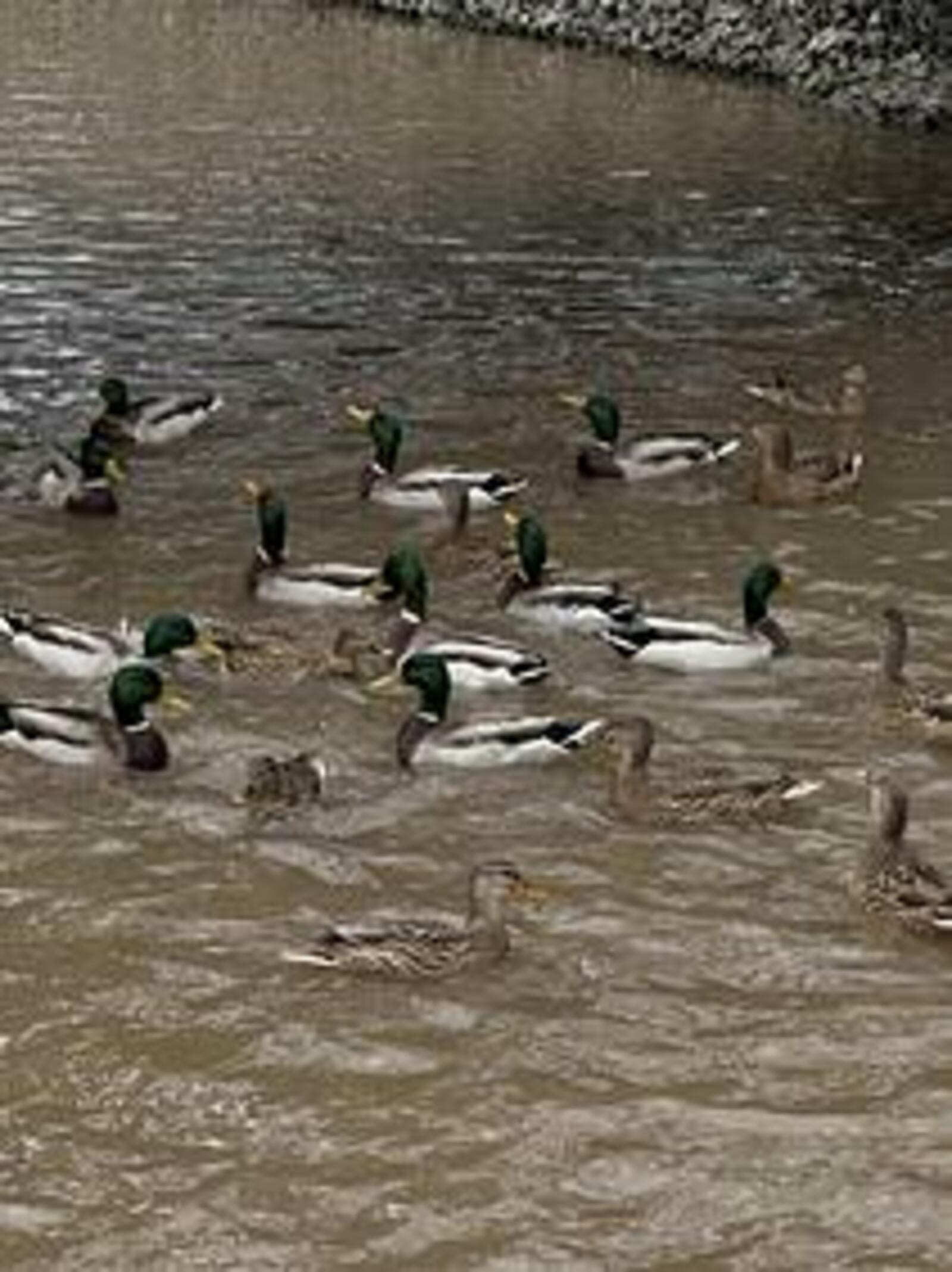 В Октябрьском благодаря нацпроекту благоустроили парк Гагарина