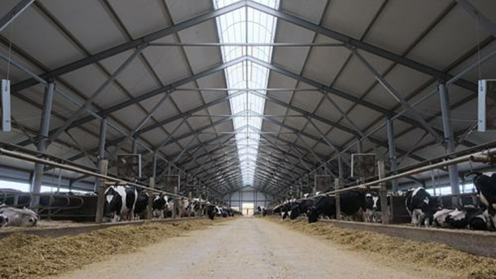 В Башкортостане в 2025 году заработают 5 современных молочных ферм