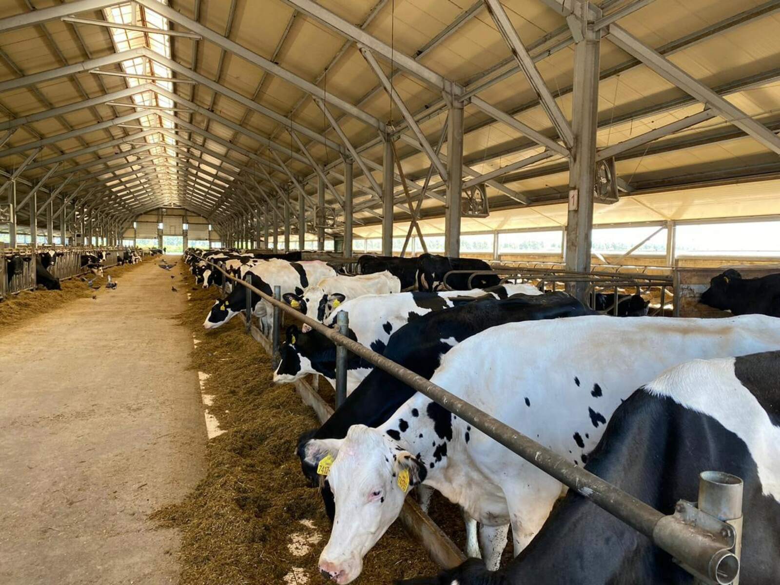 У истоков молочной реки