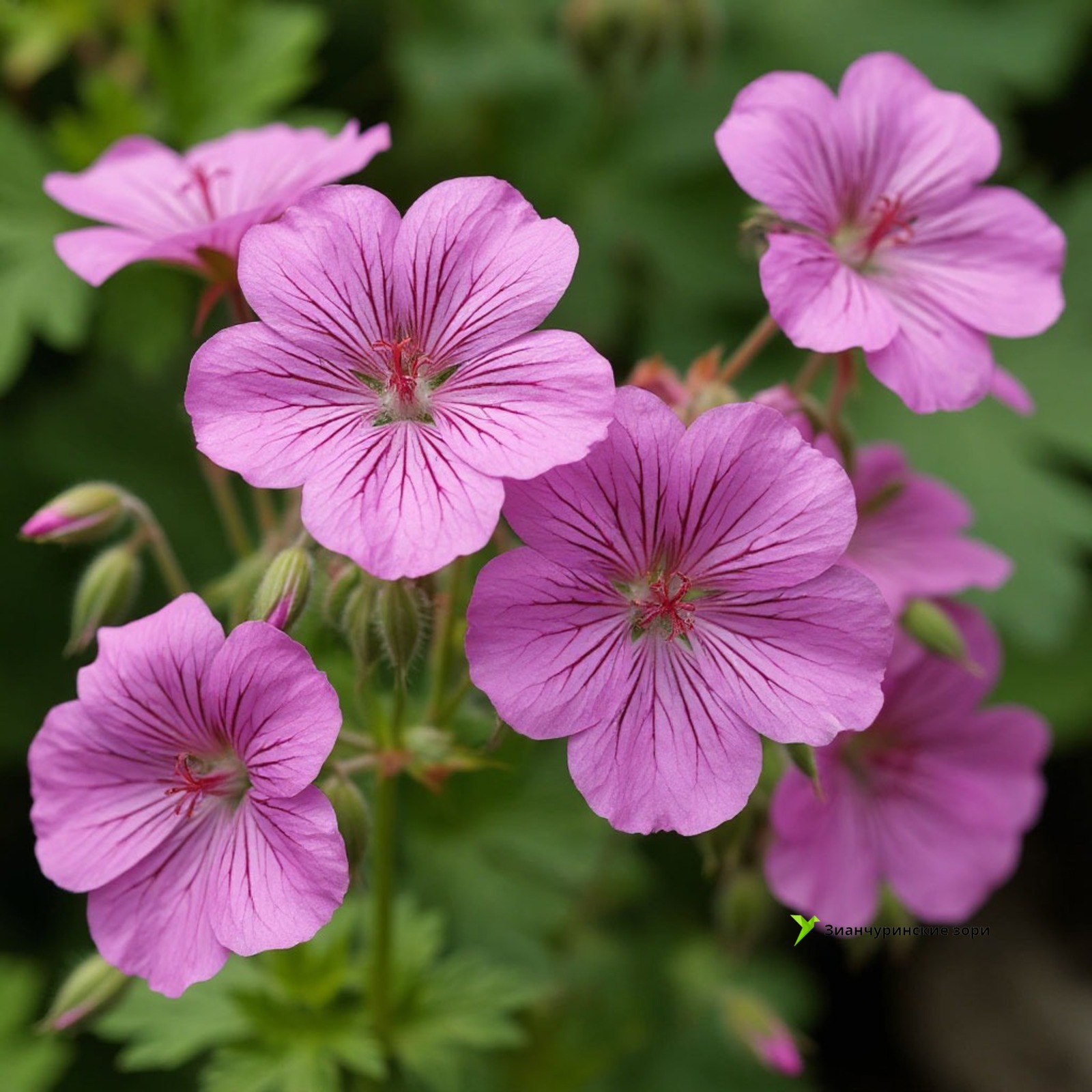 Создано с помощью Шедеврума
