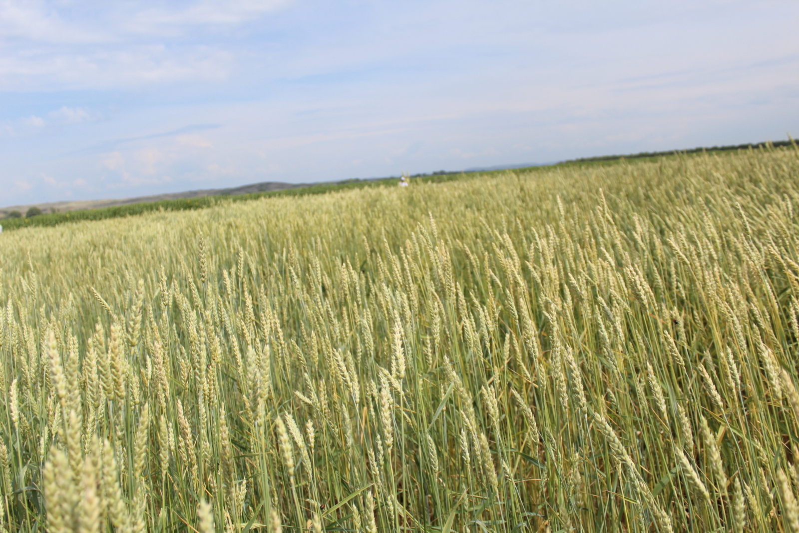 В Башкирии валовый сбор зерна составил около 4,5 миллиона тонн