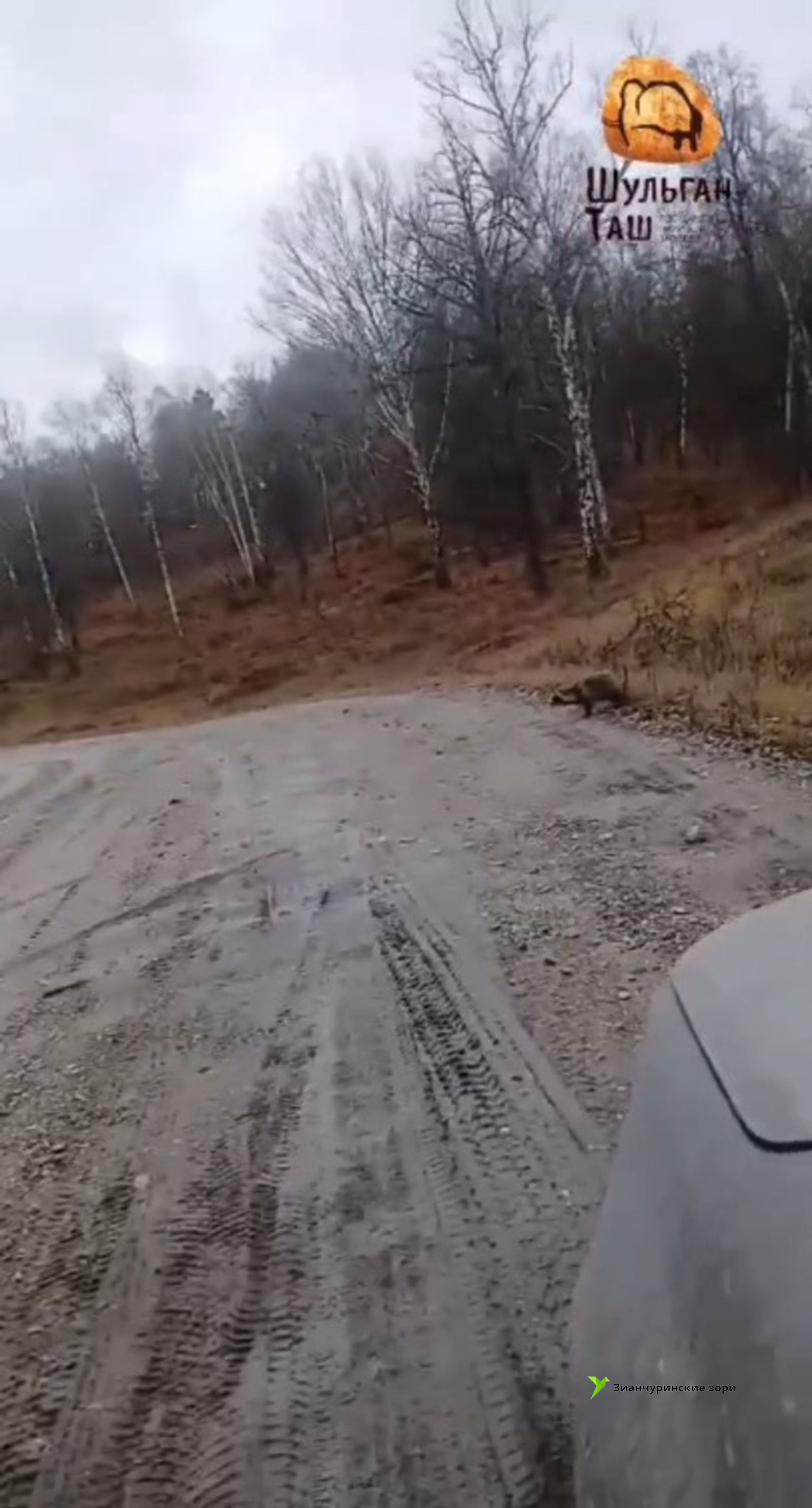 скриншот видео