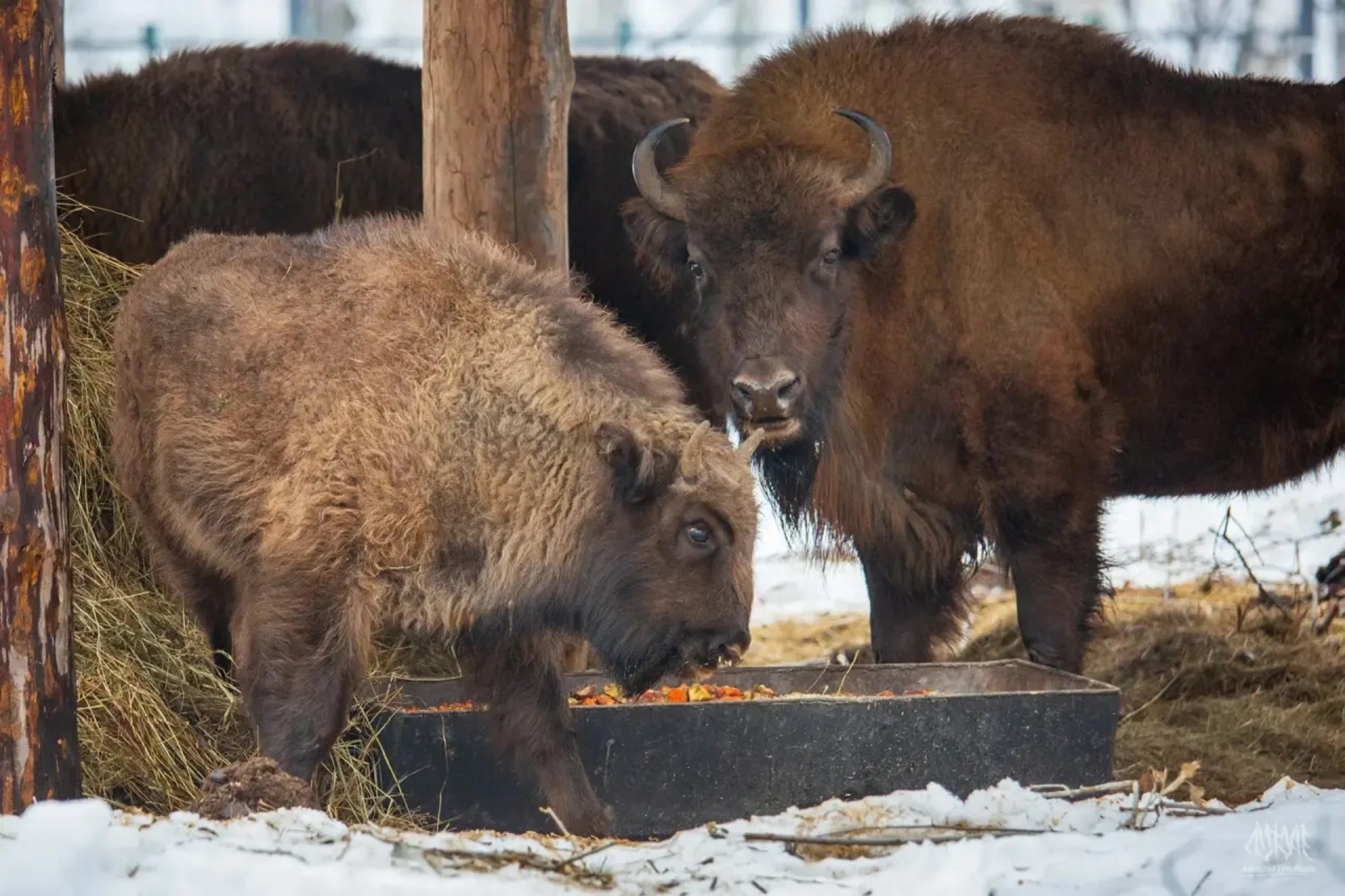 Башкортостан - единственный регион, где зубры содержатся в естественной среде