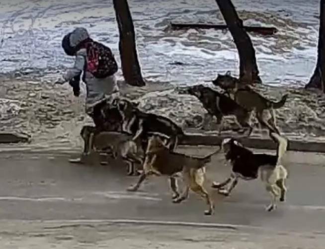 Бродячие собаки терроризируют Башкирию - ВИДЕО