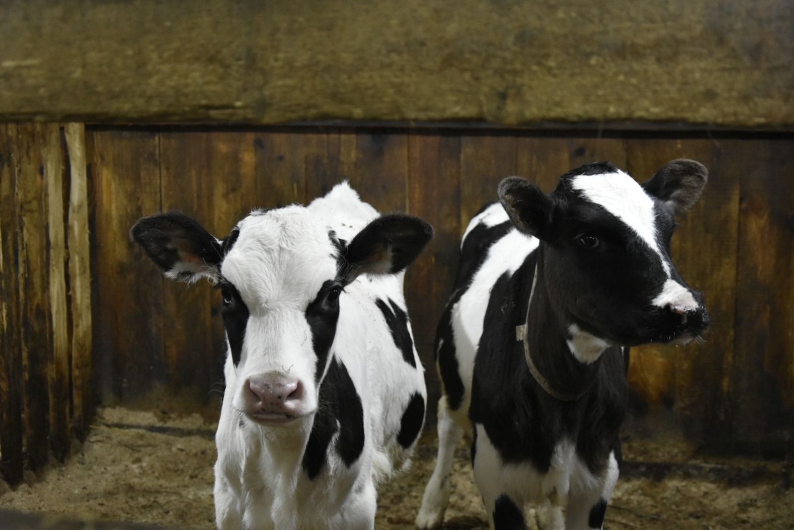 Молоко и мясо — от местного производителя
