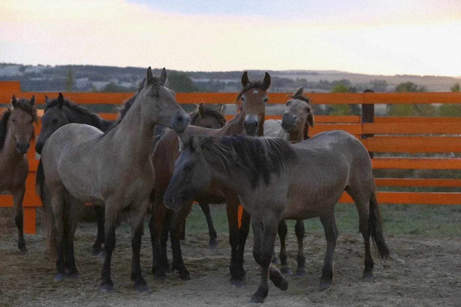 Фестиваль «Башкорт аты»: башкирская лошадь – от современности до глубины веков